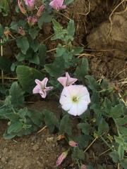 Convolvulus