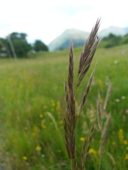 Bromus erectus