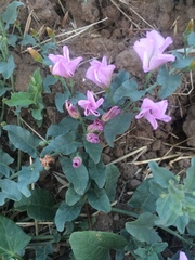 Convolvulus