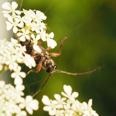 Anoplodera rufipes