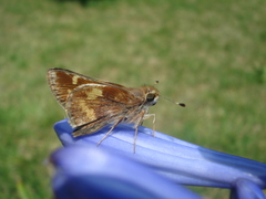 Lon melane vitellina