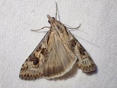 Nomophila corticalis