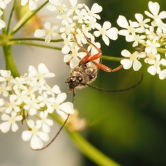 Anoplodera rufipes
