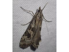 Nomophila corticalis