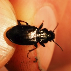 Pterostichus oblongopunctatus