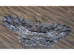 Scioglyptis canescaria