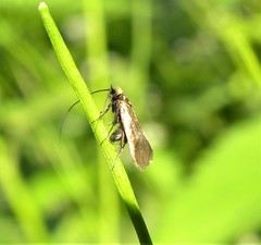 Cauchas rufimitrella