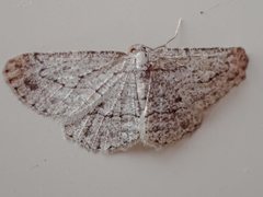Zermizinga sinuata