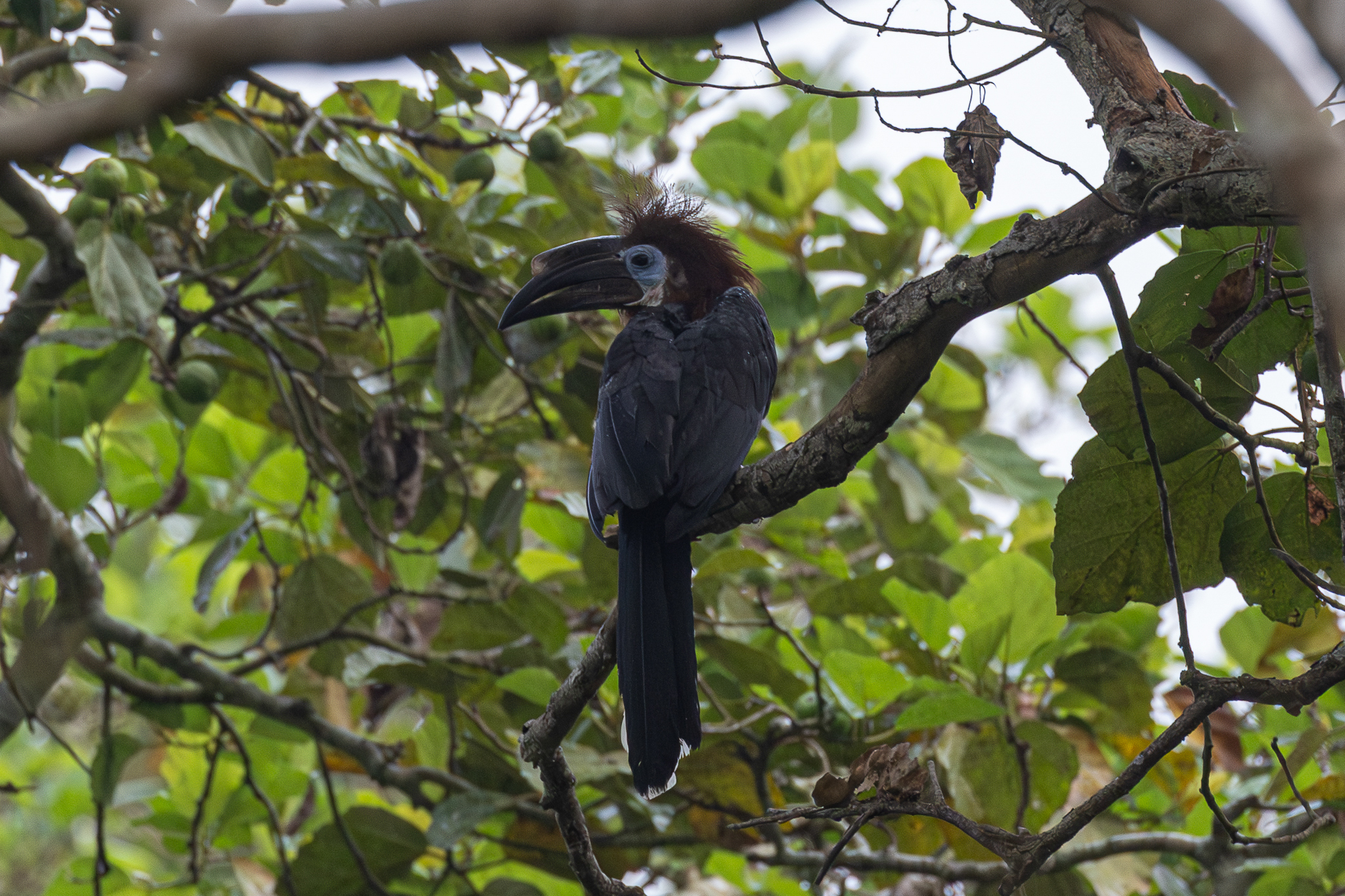 Black-casqued Hornbill (Ceratogymna atrata), photo 2