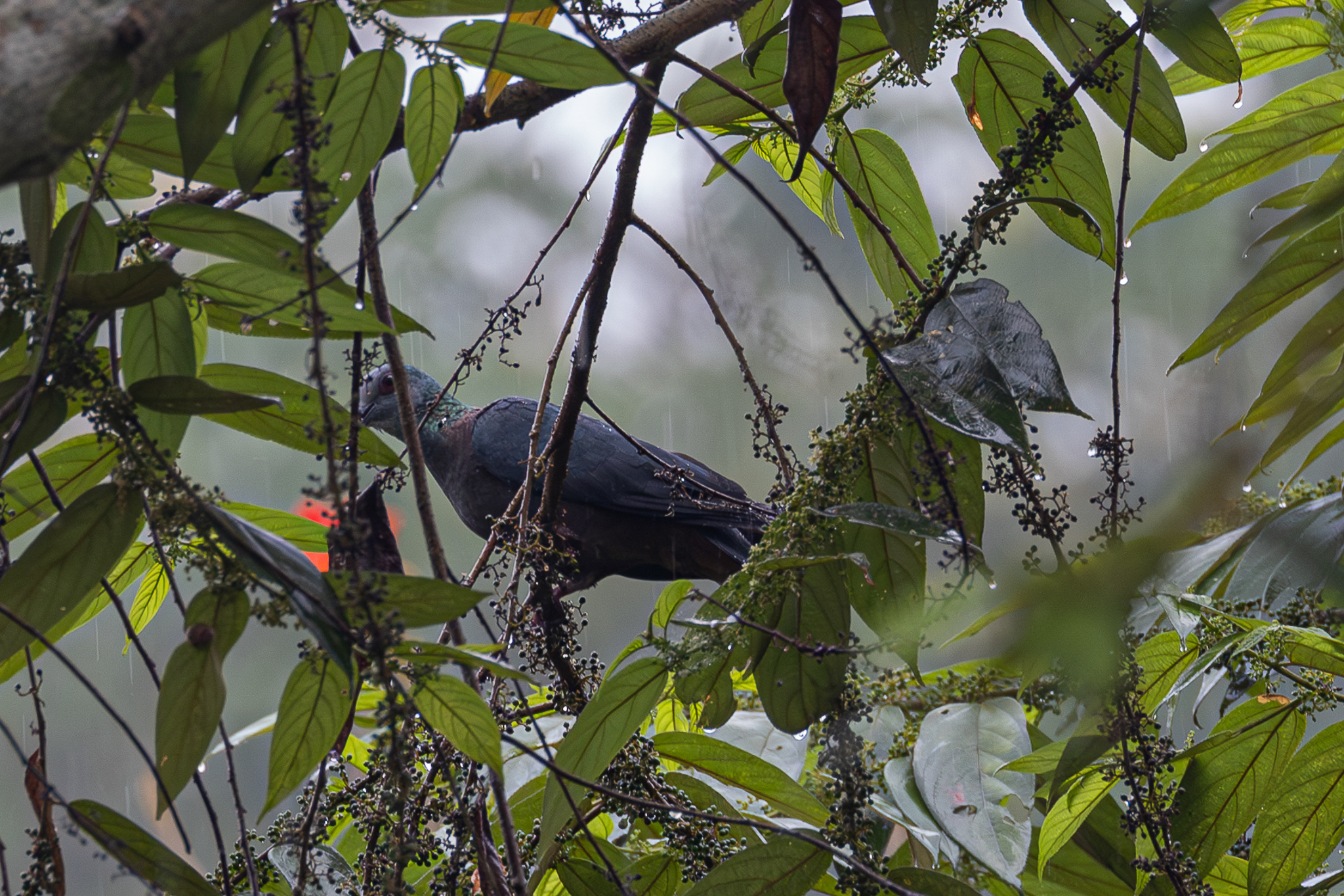 Western Bronze-naped Pigeon (Columba iriditorques), photo 1