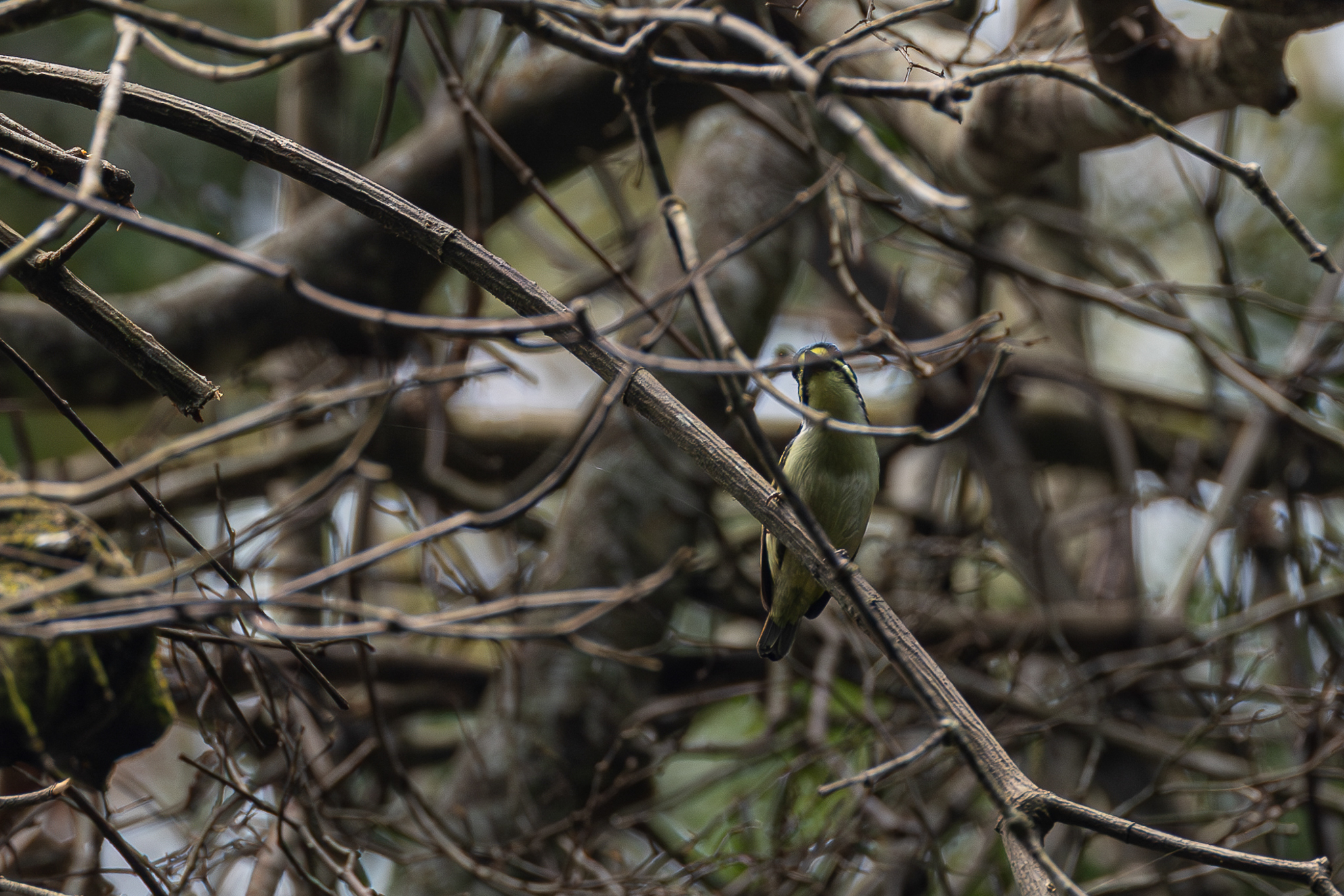 Yellow-throated Tinkerbird (Pogoniulus subsulphureus), photo 3