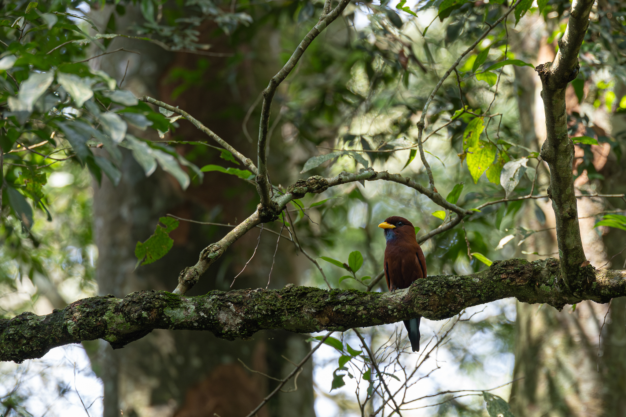 Blue-throated Roller (Eurystomus gularis)