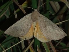 Mnesampela heliochrysa