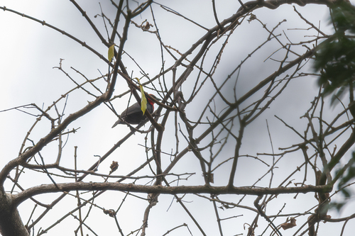 Crested Malimbe (Malimbus malimbicus), photo 7