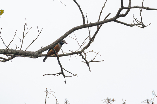 Rufous-bellied Helmetshrike (Prionops rufiventris)