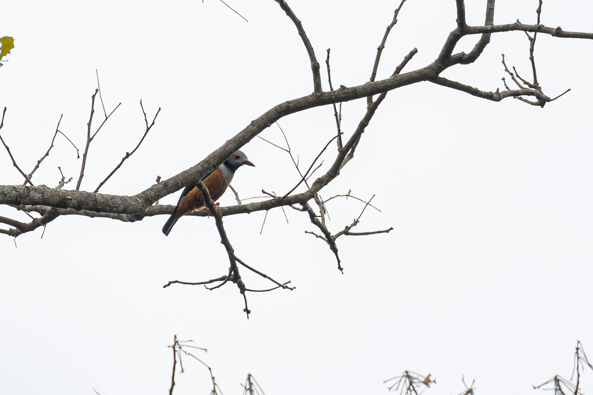 Rufous-bellied Helmetshrike (Prionops rufiventris), photo 1