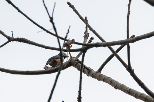 Rufous-bellied Helmetshrike (Prionops rufiventris), photo 2
