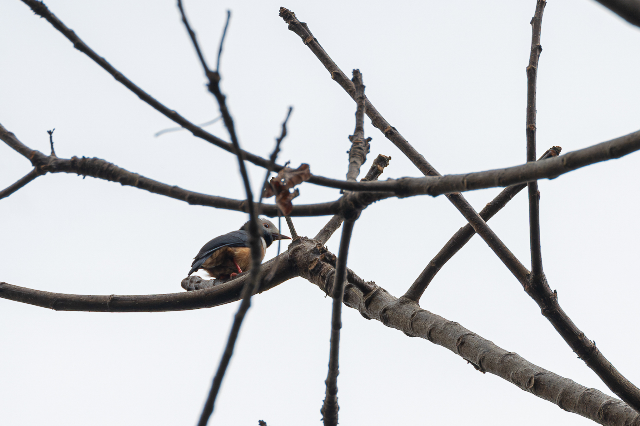Rufous-bellied Helmetshrike (Prionops rufiventris), photo 2
