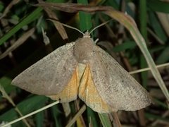 Mnesampela heliochrysa