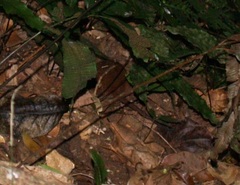 Antechinus flavipes