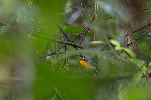 Yellow-breasted Forest Robin (Stiphrornis mabirae), photo 7
