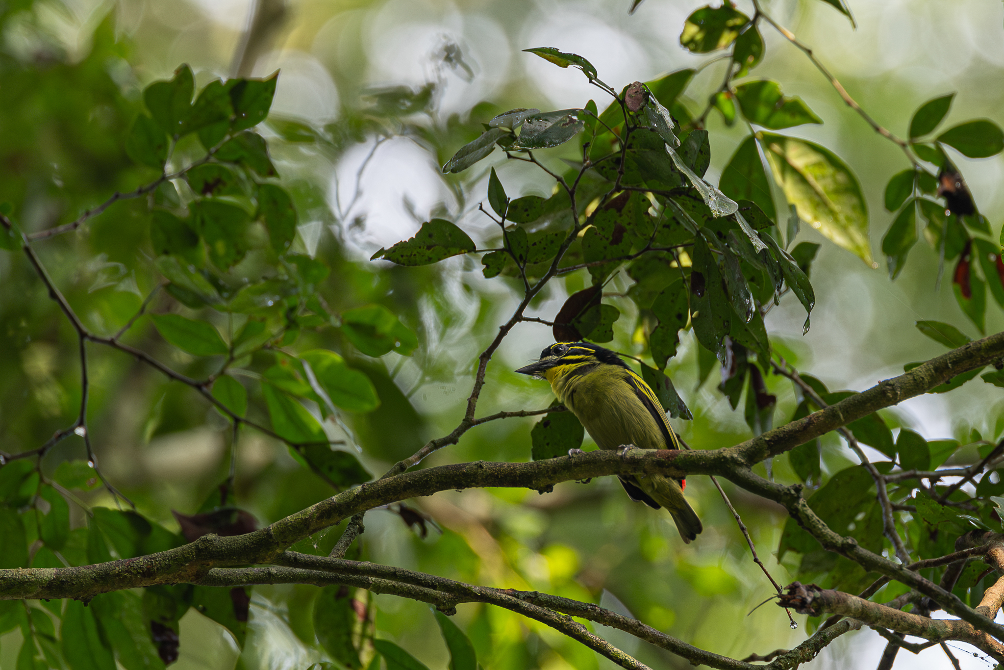 Red-rumped Tinkerbird (Pogoniulus atroflavus), photo 2