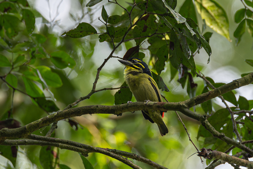 Red-rumped Tinkerbird (Pogoniulus atroflavus)