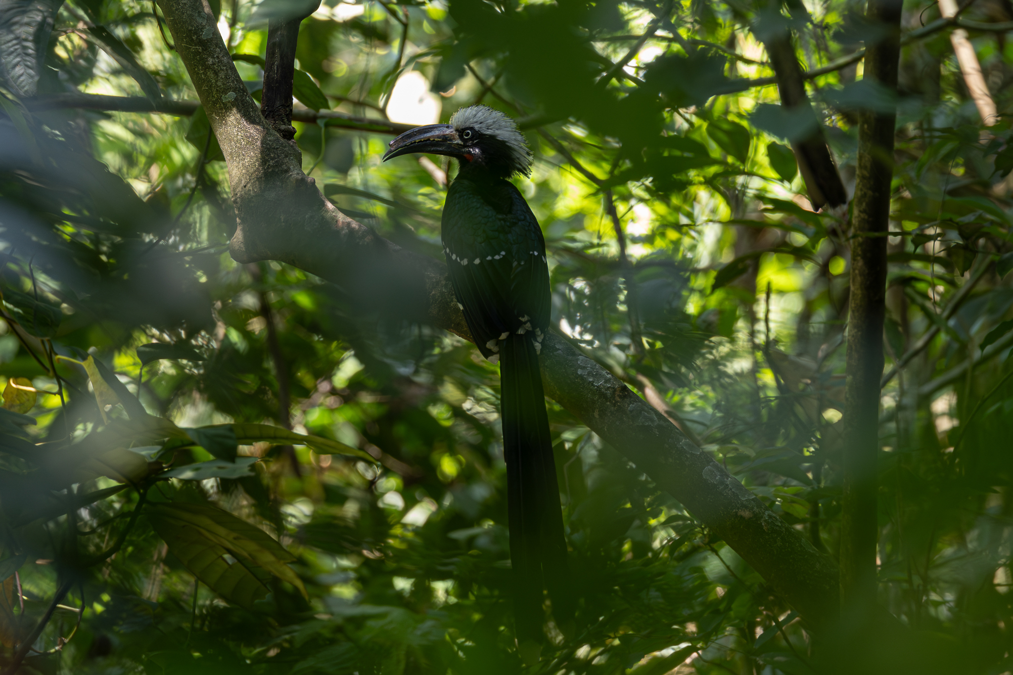 Western Long-tailed Hornbill (Horizocerus albocristatus), photo 3