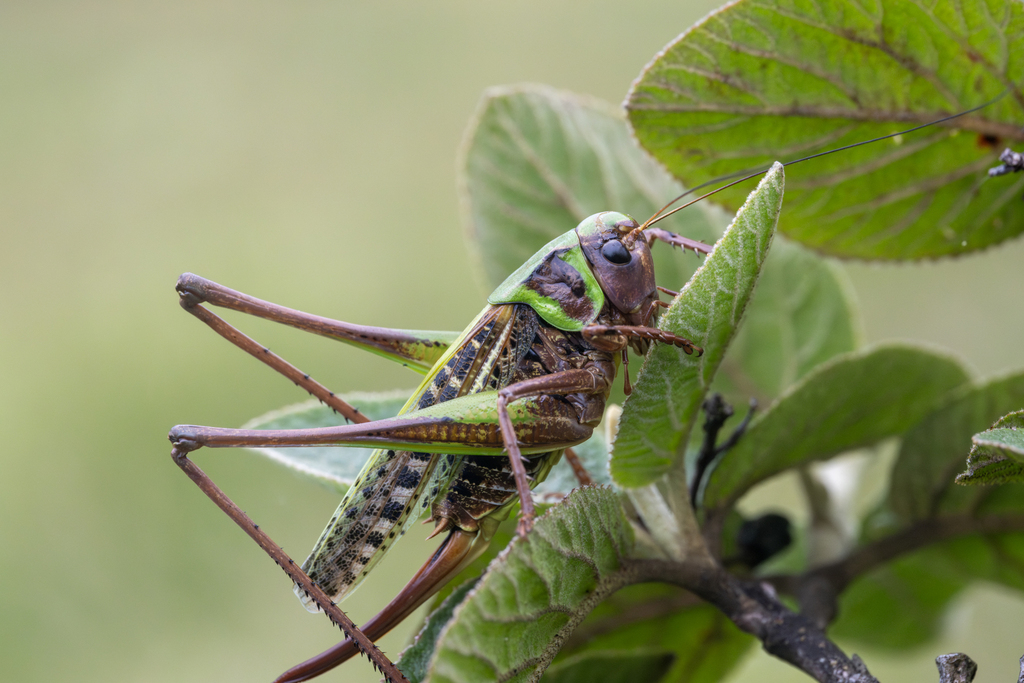 Wart-biter