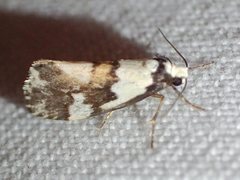 Philenora irregularis