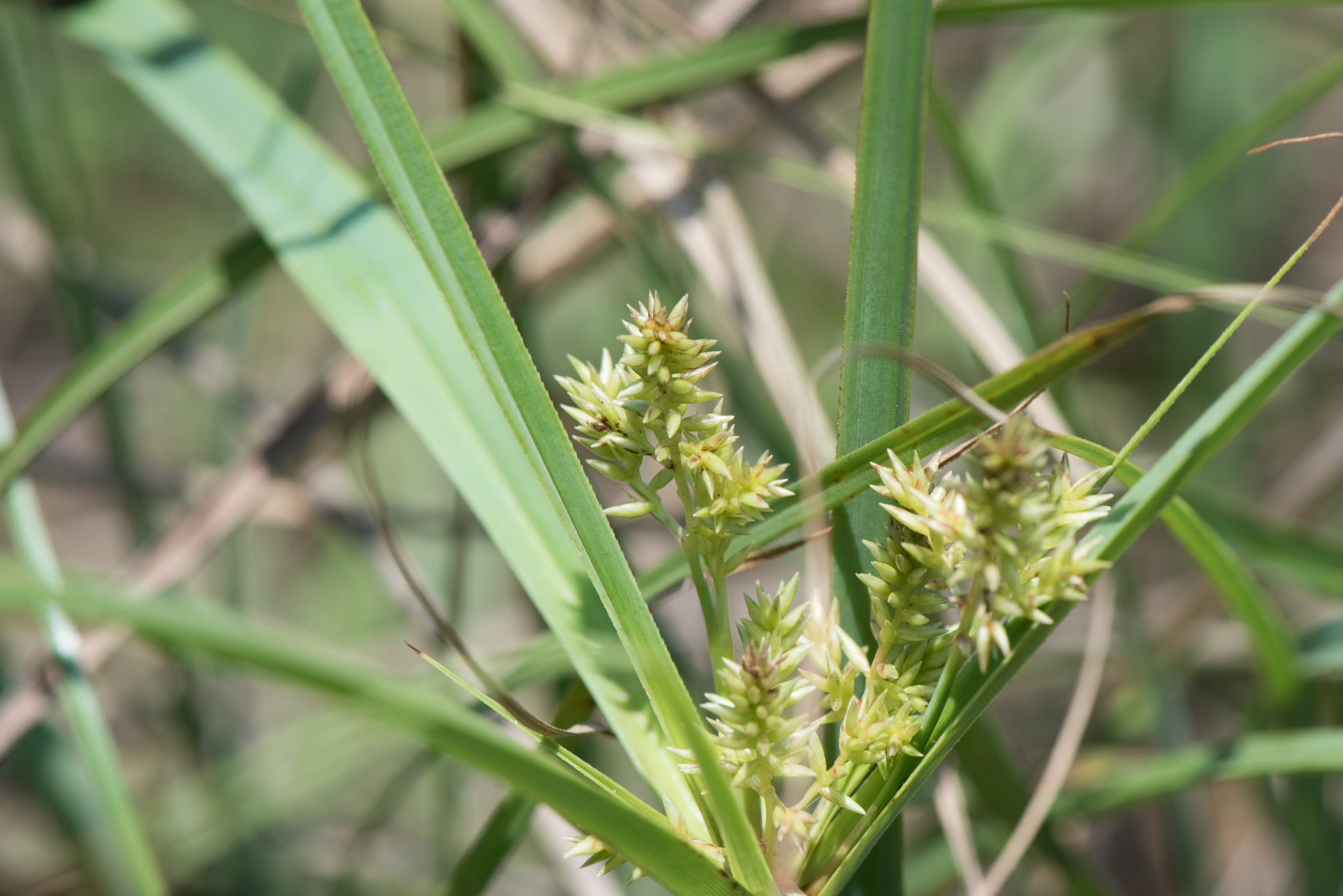 (c) Cheng-Tao Lin, certains droits réservés (CC BY) https://www.inaturalist.org/observations/25448266