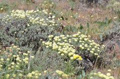 Eriogonum douglasii