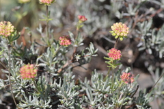 Eriogonum douglasii