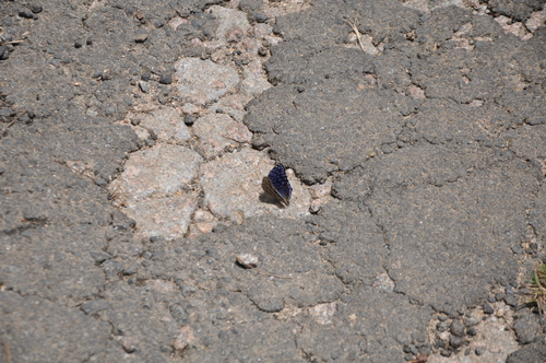 Royal Blue Pansy photo 5