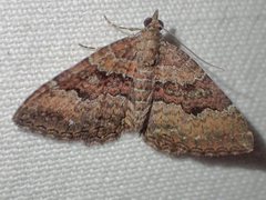 Chrysolarentia bichromata