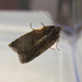 Acleris hudsoniana - Photo (c) claudette-cormier, some rights reserved (CC BY-NC), uploaded by claudette-cormier