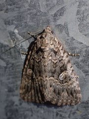 Condica aroana