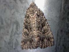 Condica aroana