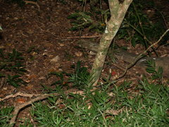 Antechinus flavipes