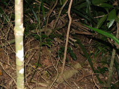 Antechinus flavipes