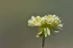 Eriogonum douglasii