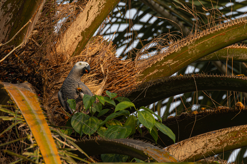 Parrot