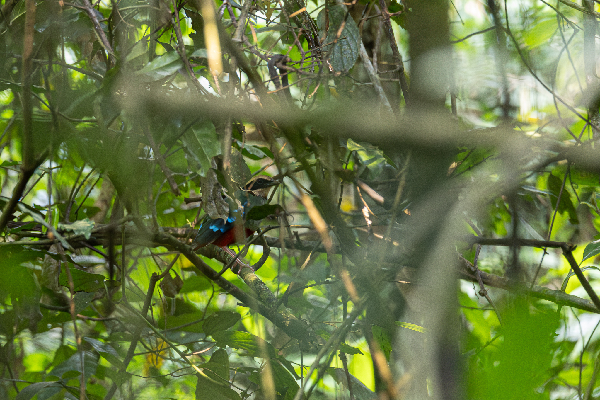 Green-breasted Pitta (Pitta reichenowi), photo 2