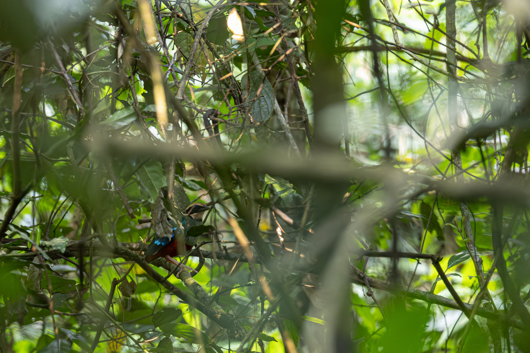 Green-breasted Pitta (Pitta reichenowi), photo 3