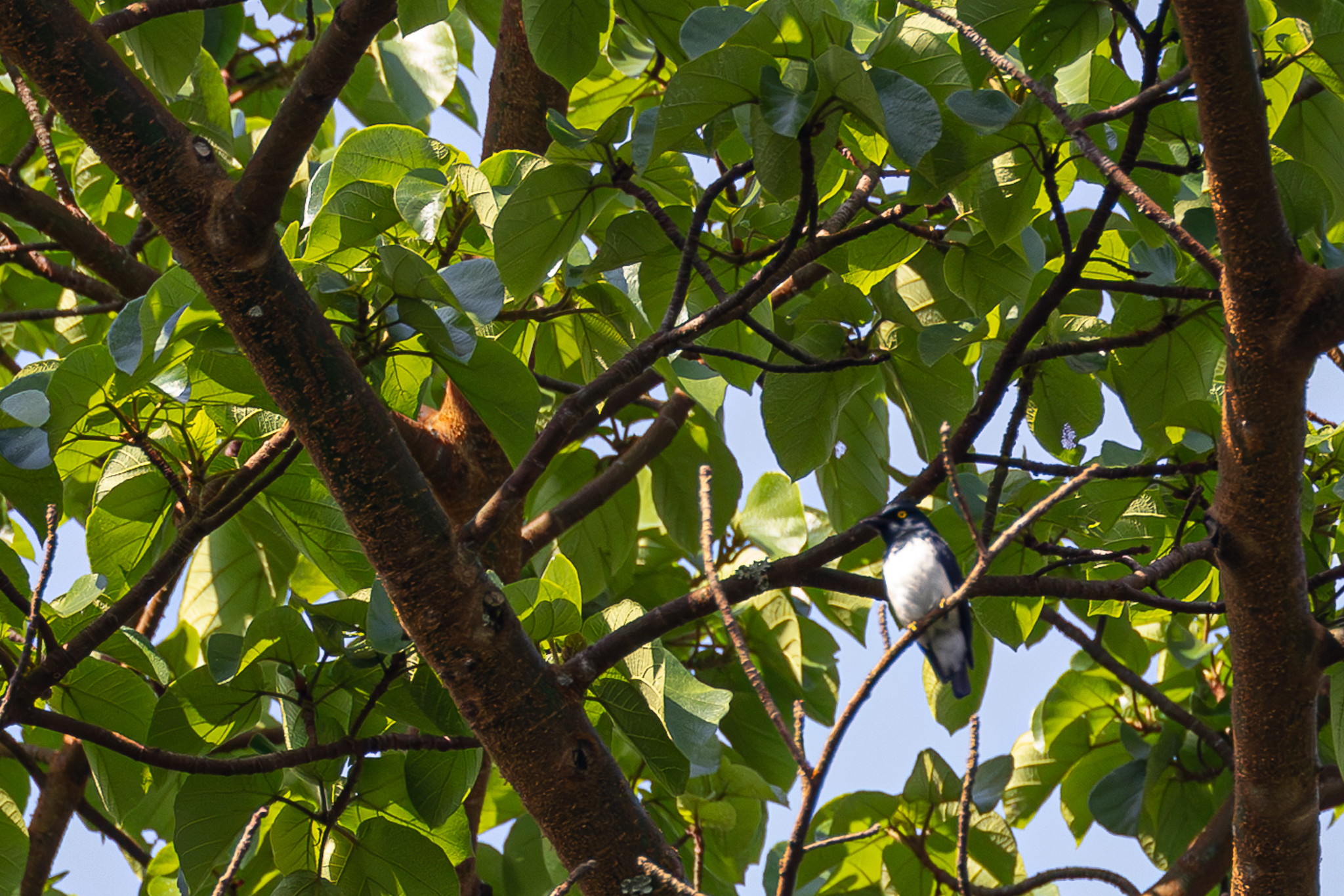 Black-and-white Shrike-flycatcher (Bias musicus), photo 7
