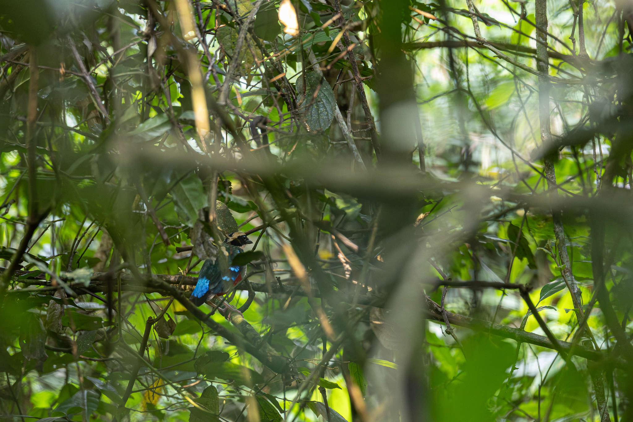 Green-breasted Pitta (Pitta reichenowi), photo 4