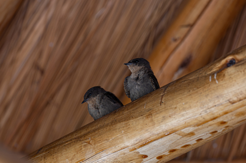 Red-throated Rock Martin (Ptyonoprogne rufigula), photo 4