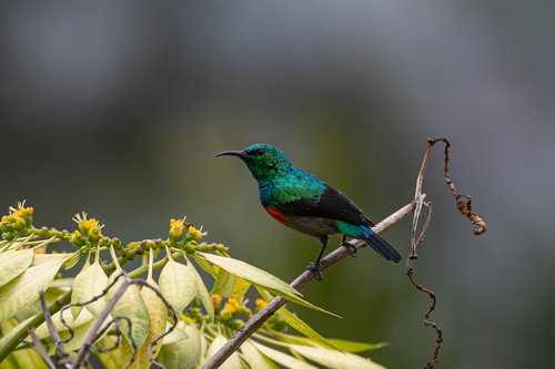 Olive-bellied Sunbird (Cinnyris chloropygius), photo 7