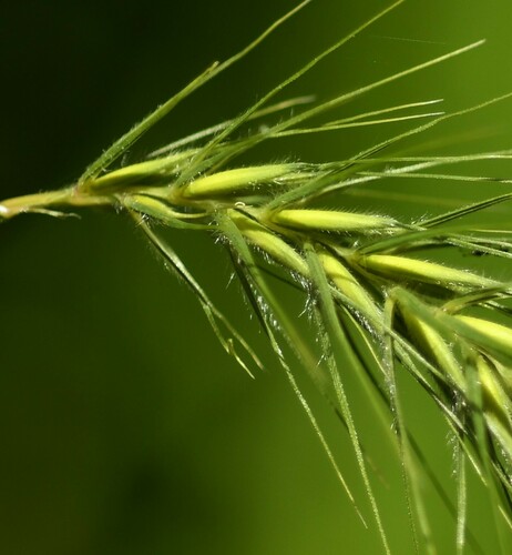Elymus villosus var. villosus