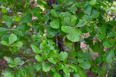 Quercus arkansana